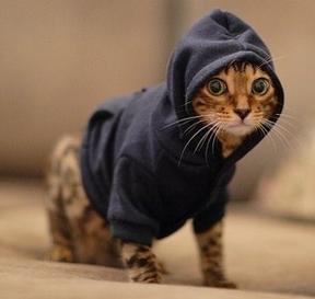 Одежда для кошек