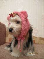 Собака в шапке